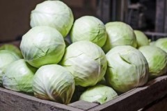 Tips and methods on how to properly store cabbage in the cellar until spring