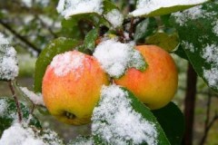 Overzicht van wintervariëteiten appels opgeslagen tot het voorjaar