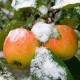 Overzicht van wintervariëteiten appels opgeslagen tot het voorjaar