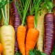 List of varieties of carrots intended for long-term storage