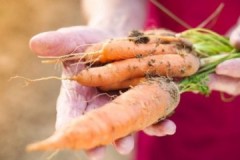 Façons populaires de conserver les carottes dans la cave