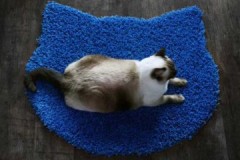 Effective and simple methods on how to clean cat hair from carpet