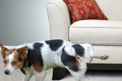 How and with what to quickly, effectively and effortlessly remove the smell of dog urine from the upholstery of the sofa?