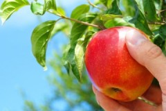 Consells experimentats de jardiners sobre quan i com guardar les pomes