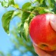 Experienced gardeners advice on when and how to remove apples for storage