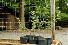 Secrets du jardinier: Comment sauver un jeune pommier avant de le planter au printemps