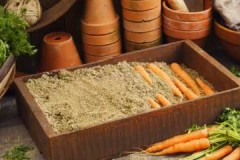 All the most important about storing carrots for the winter in sawdust